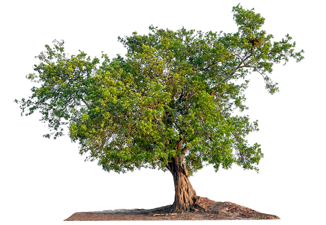 Un albero antico